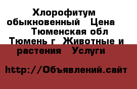 Хлорофитум  обыкновенный › Цена ­ 10 - Тюменская обл., Тюмень г. Животные и растения » Услуги   